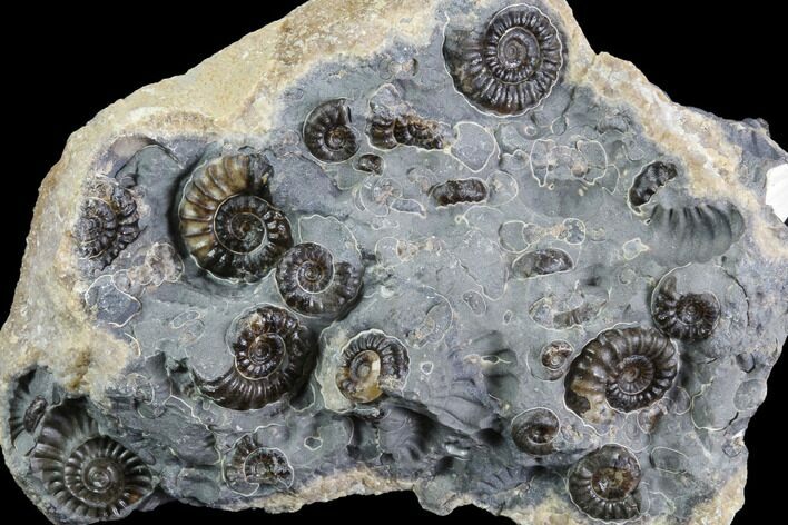 Ammonite (Promicroceras) Cluster - Somerset, England #86271